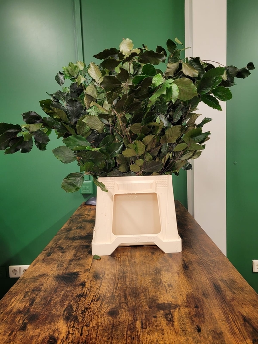 GESTABILISEERD BEUK GROEN