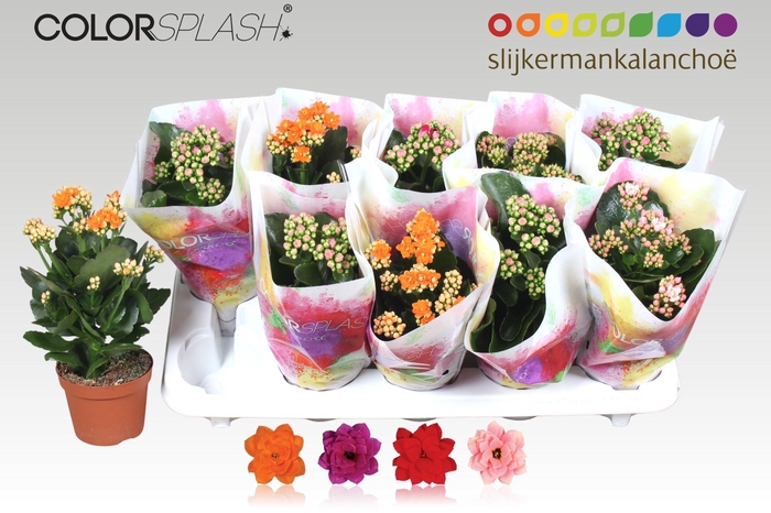 <h4>KAL GE GEM 4 KL</h4>