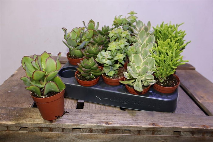 <h4>Echev Gem Op Rij</h4>