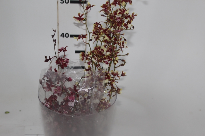 <h4>ONCIDIUM VARIADO</h4>