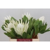 Protea Cyn. Ayoba Arctic Ice