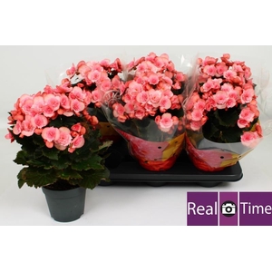 BEG DU MO 2 JOY PINK