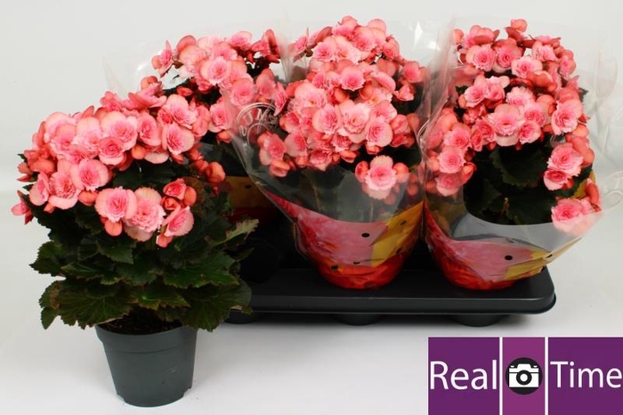 <h4>BEG DU MO 2 JOY PINK</h4>