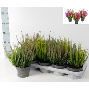 Calluna vulgaris Beauty Ladies Trio P13