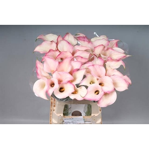 Calla Blushing Lady Kallaland