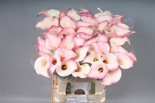 <h4>Calla Blushing Lady Kallaland</h4>