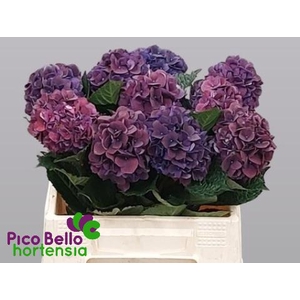 HYDR M MAG RUBYRED P