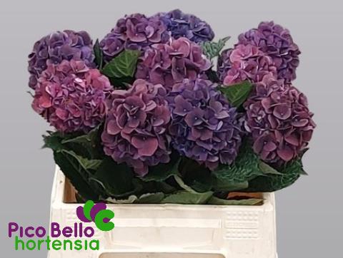 <h4>HYDR M MAG RUBYRED P</h4>