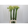 Ornithogalum Saundersiae