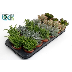 Crassula Mix