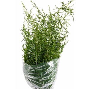 Asparagus Wilde
