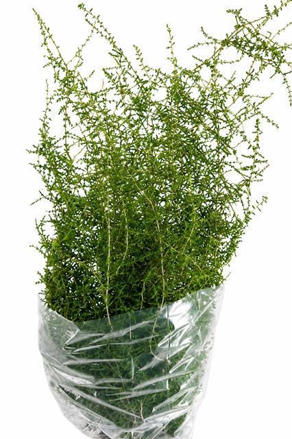 <h4>Asparagus Wilde</h4>