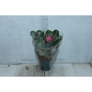 AECHMEA FASCIATA P17
