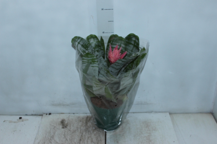 AECHMEA FASCIATA P17