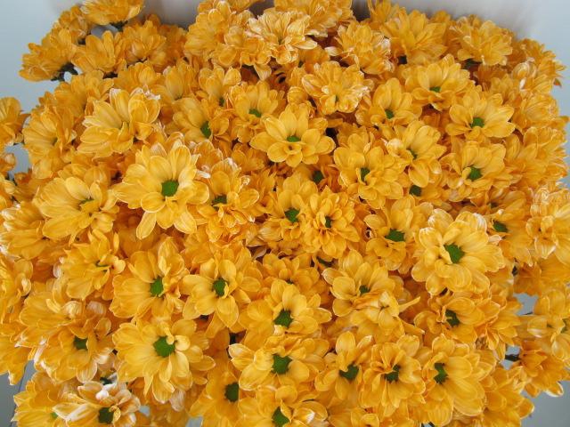 <h4>Chr T Bacardi Oranje</h4>