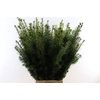 Taxus Baccata Semperaurea