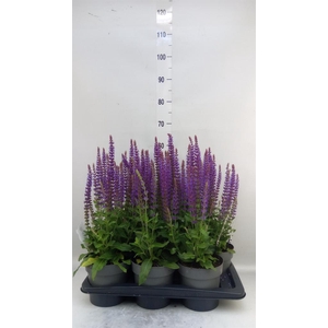 Salvia nemorosa 'Ostfriesland'