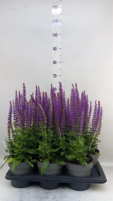 <h4>Salvia nemorosa 'Ostfriesland'</h4>