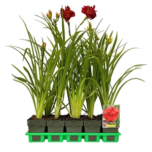 Hemerocallis