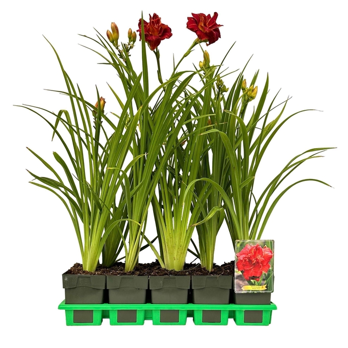 <h4>Hemerocallis</h4>