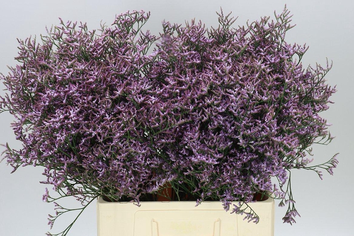 <h4>Lim. Saf Lilac</h4>