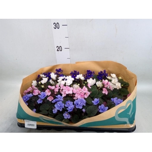 Saintpaulia   ...mix