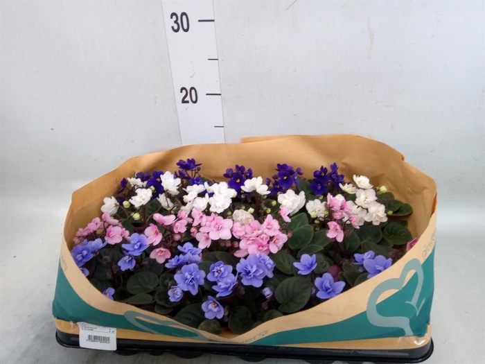 <h4>Saintpaulia   ...mix</h4>