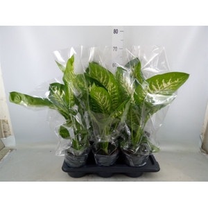 Dieffenbachia seg. 'Tropic Snow'