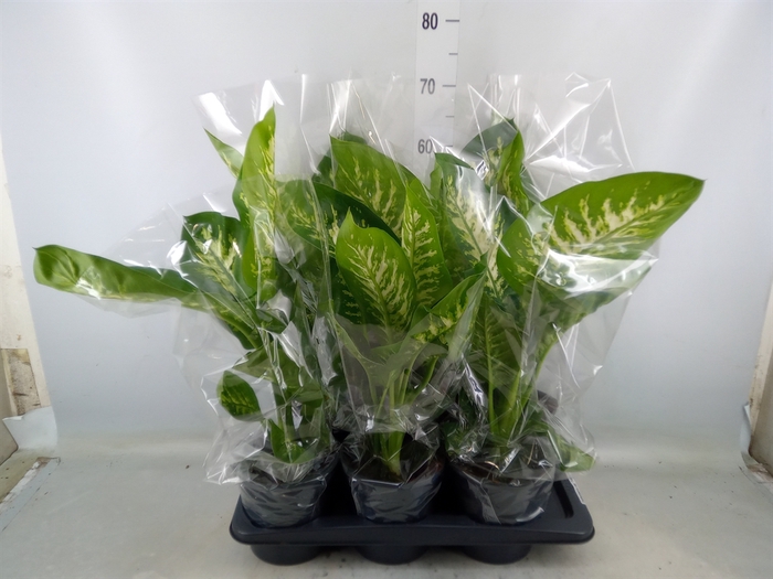 <h4>Dieffenbachia seg. 'Tropic Snow'</h4>