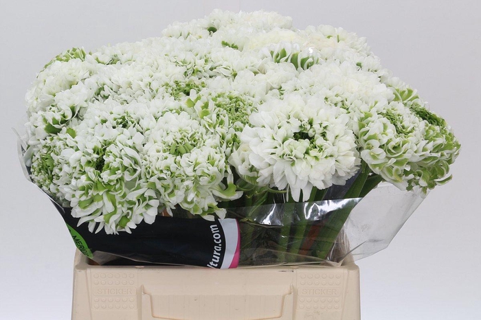 <h4>Ranunculus Pon Pon Igloo</h4>