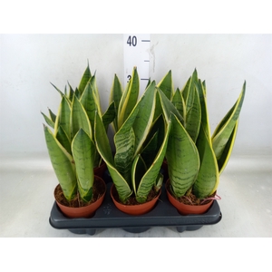 Sansevieria trifa.   ...
