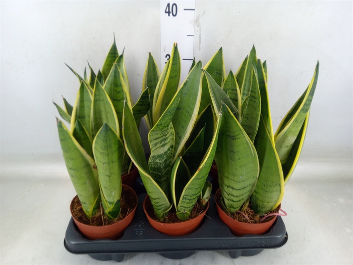 <h4>Sansevieria trifa.   ...</h4>