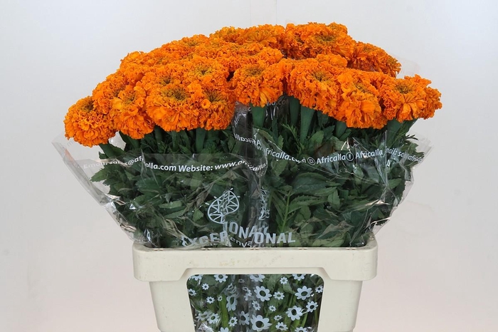 <h4>Tagetes Marigold Promise Orange</h4>