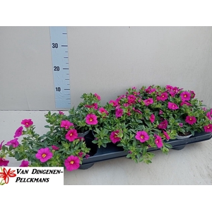 CALIB MIL BEL PINK