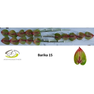 ANTH A BARIKA 15 Flow Pack
