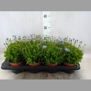 Felicia amell. 'Felicitara Blue'