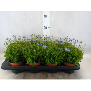 Felicia amell. 'Felicitara Blue'