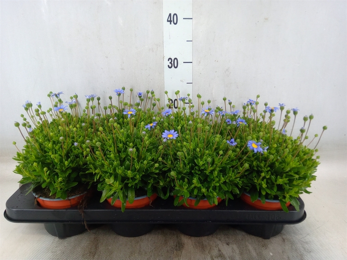 <h4>Felicia amell. 'Felicitara Blue'</h4>