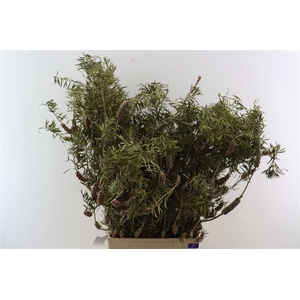Callistemon P Bunch 50cm