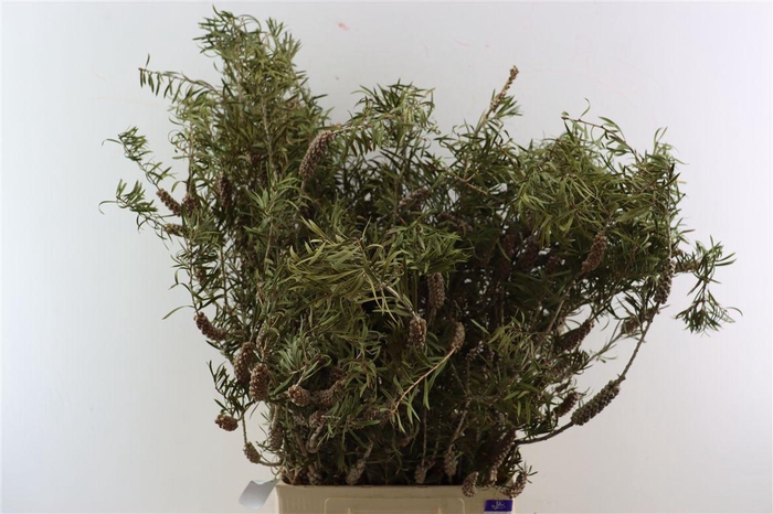 <h4>Callistemon P Bunch 80cm</h4>
