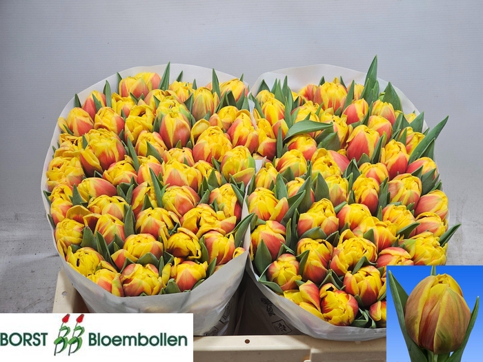 <h4>TU DU VUELTA</h4>