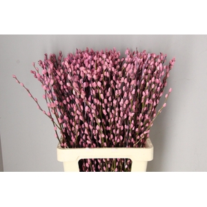 Salix Snowflake 70cm L.Pink