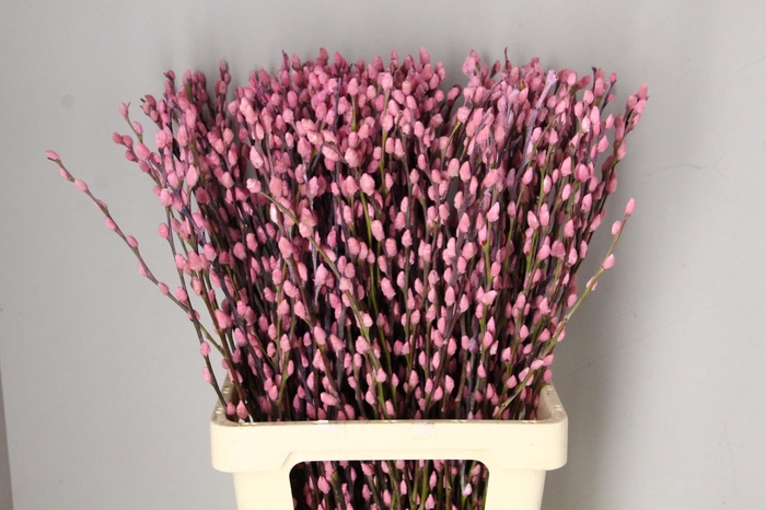 <h4>Salix Snowflake 70cm L.Pink</h4>