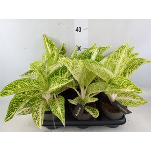 Aglaonema   ...