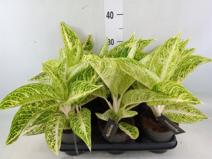 <h4>Aglaonema   ...</h4>