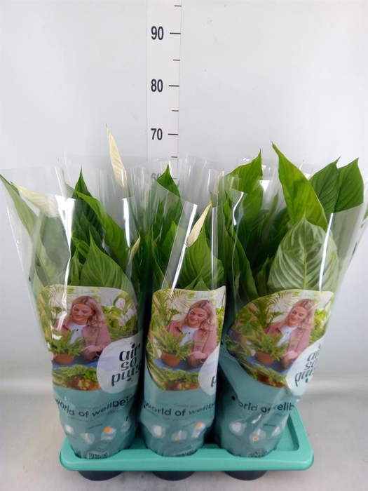 <h4>Spathiphyllum  'Vivaldi'</h4>