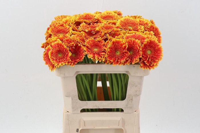 <h4>Ge Mi Franky</h4>