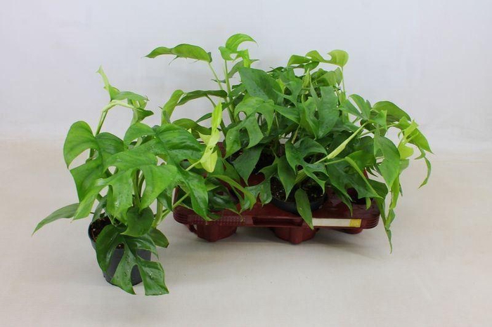 <h4>MONSTERA OV</h4>