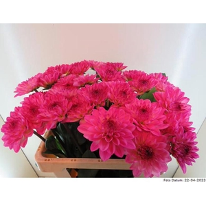 Dahlia Passionata Baars