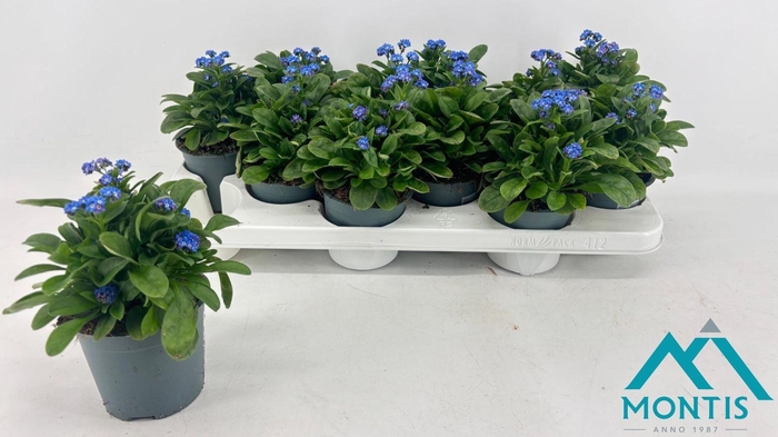 <h4>MYOS SY LAURA D BLUE</h4>